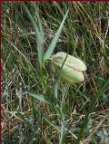 Fritillaria involucrata